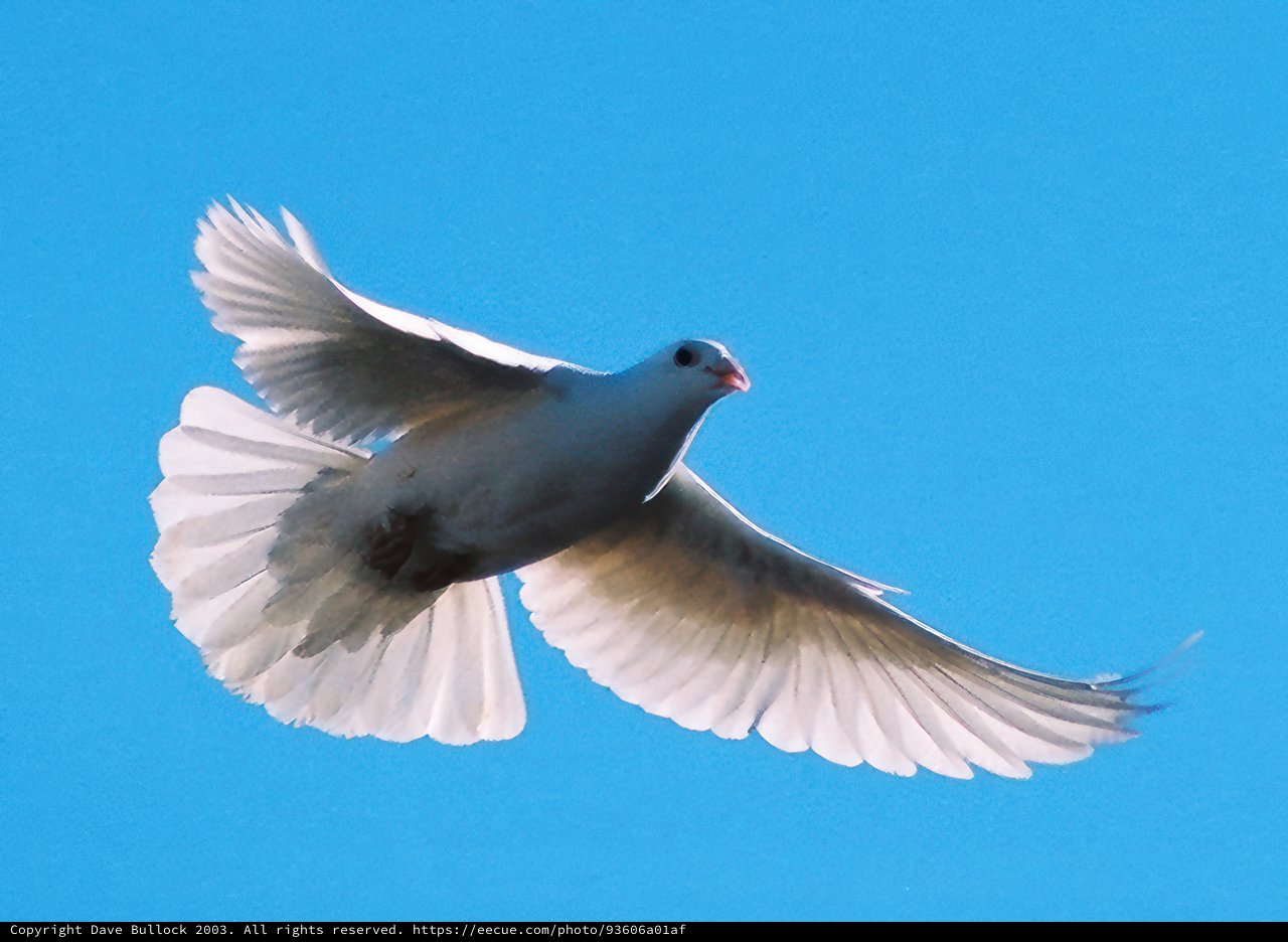 Soaring Dove