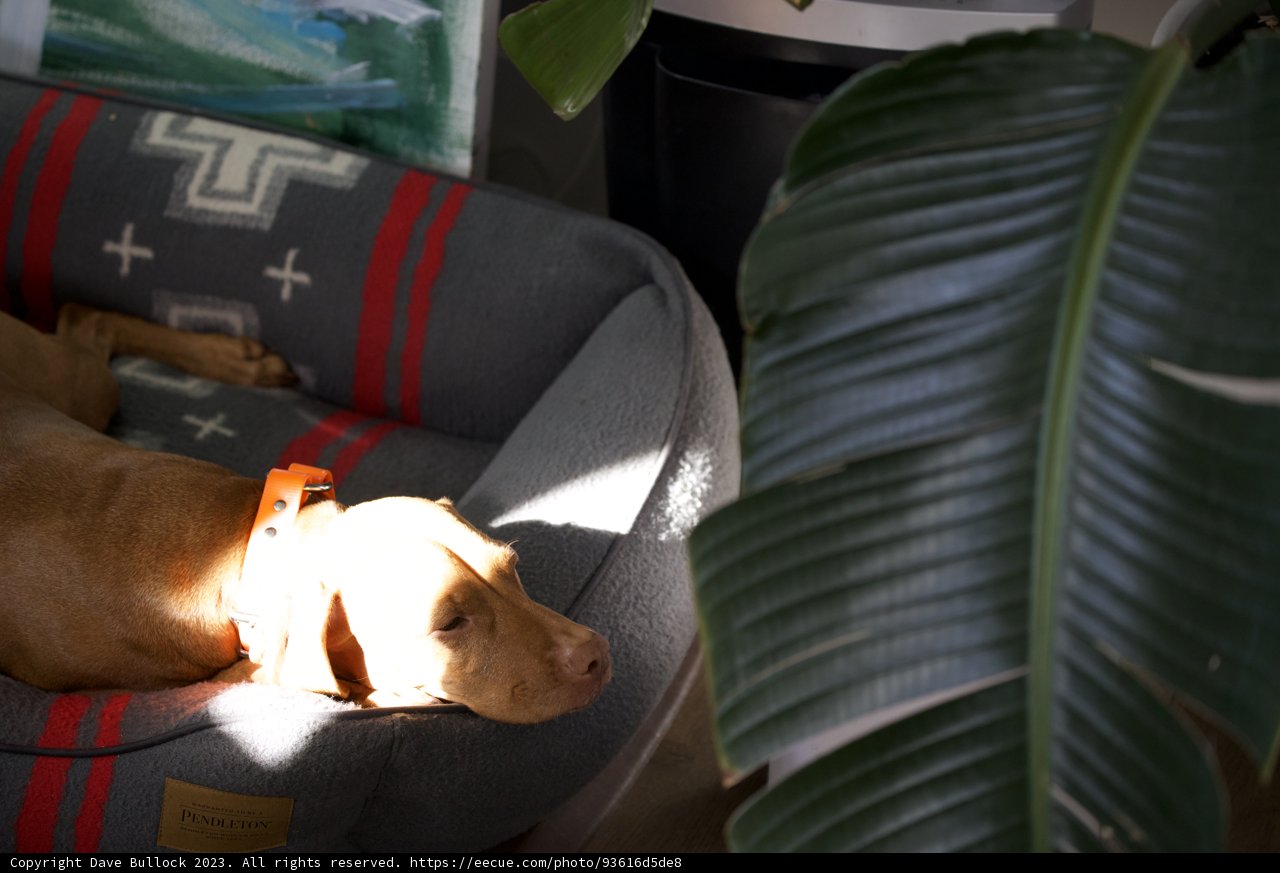 Comfort Zone: A Canine's Leisure in 2023