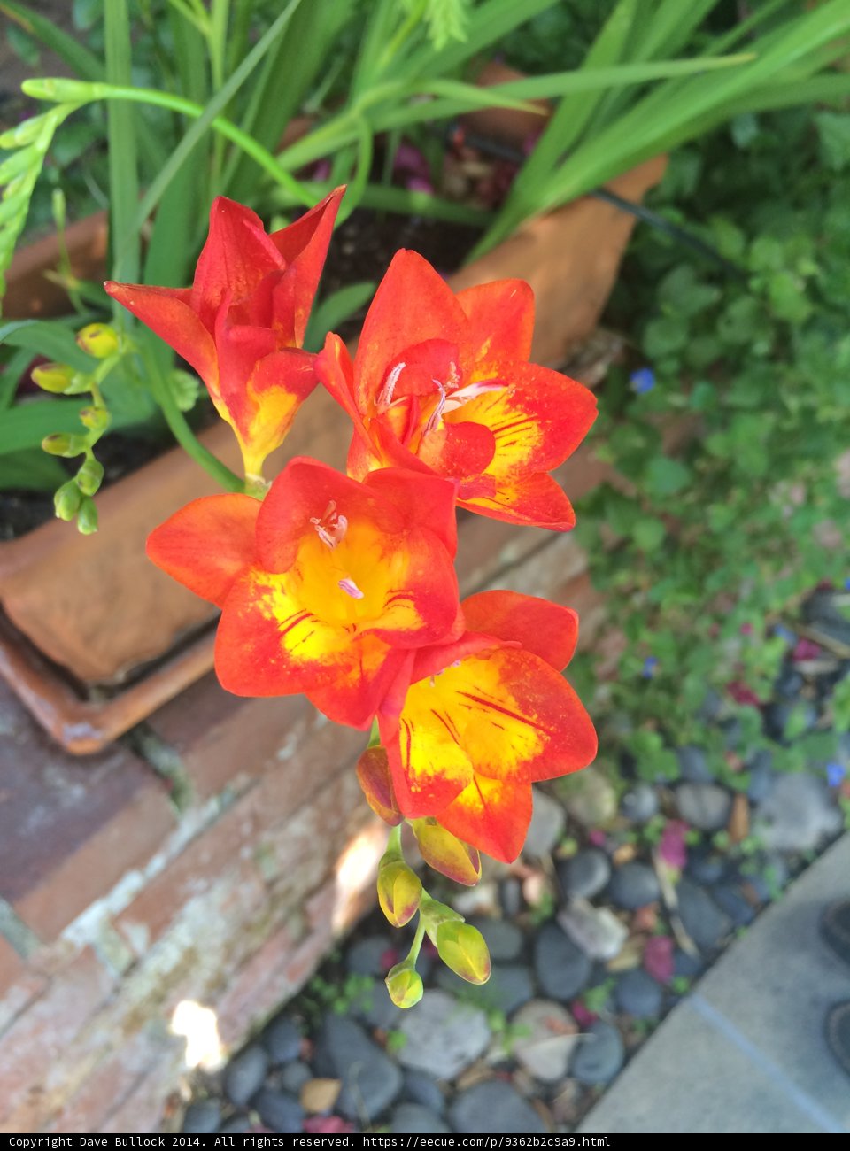 A Vibrant Geranium in Altadena