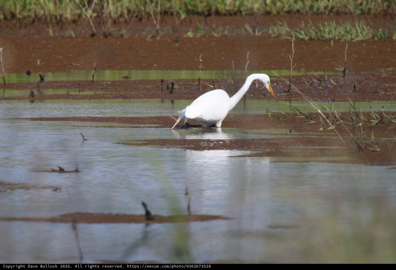 Great Egret Hunting in Flooded Agricultural Field