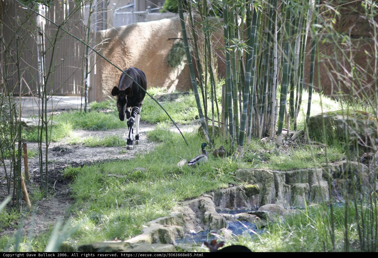 Strolling through the Zoo