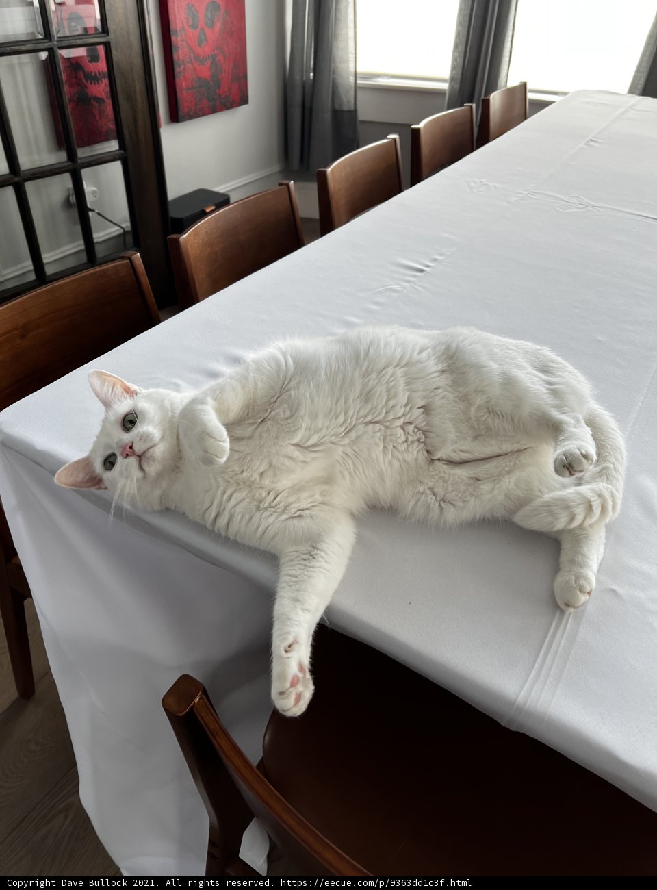 White Cat Lounging on Wooden Table