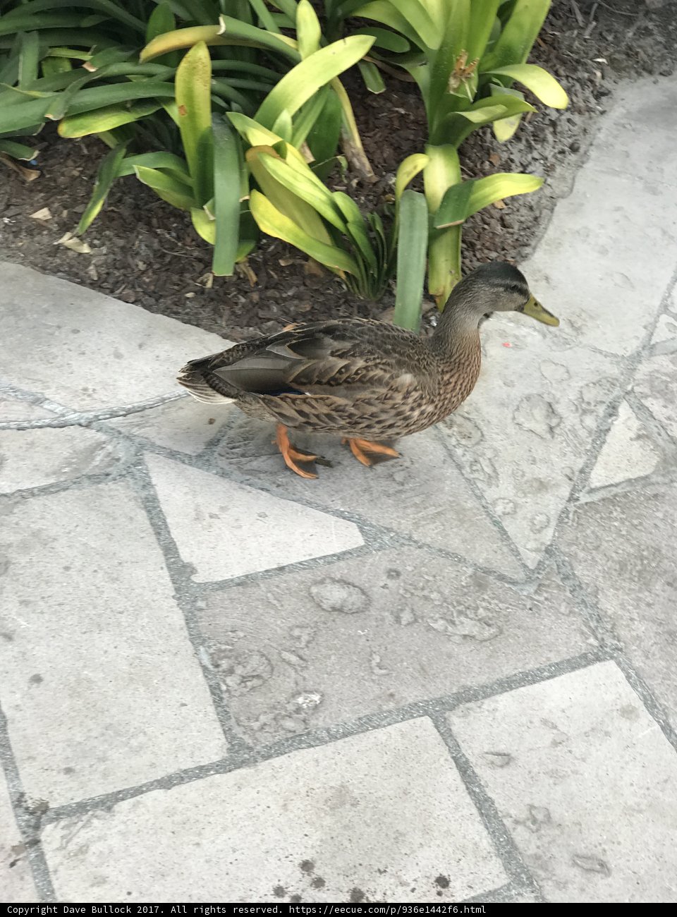Teal Mallard Duck Takes a Walk