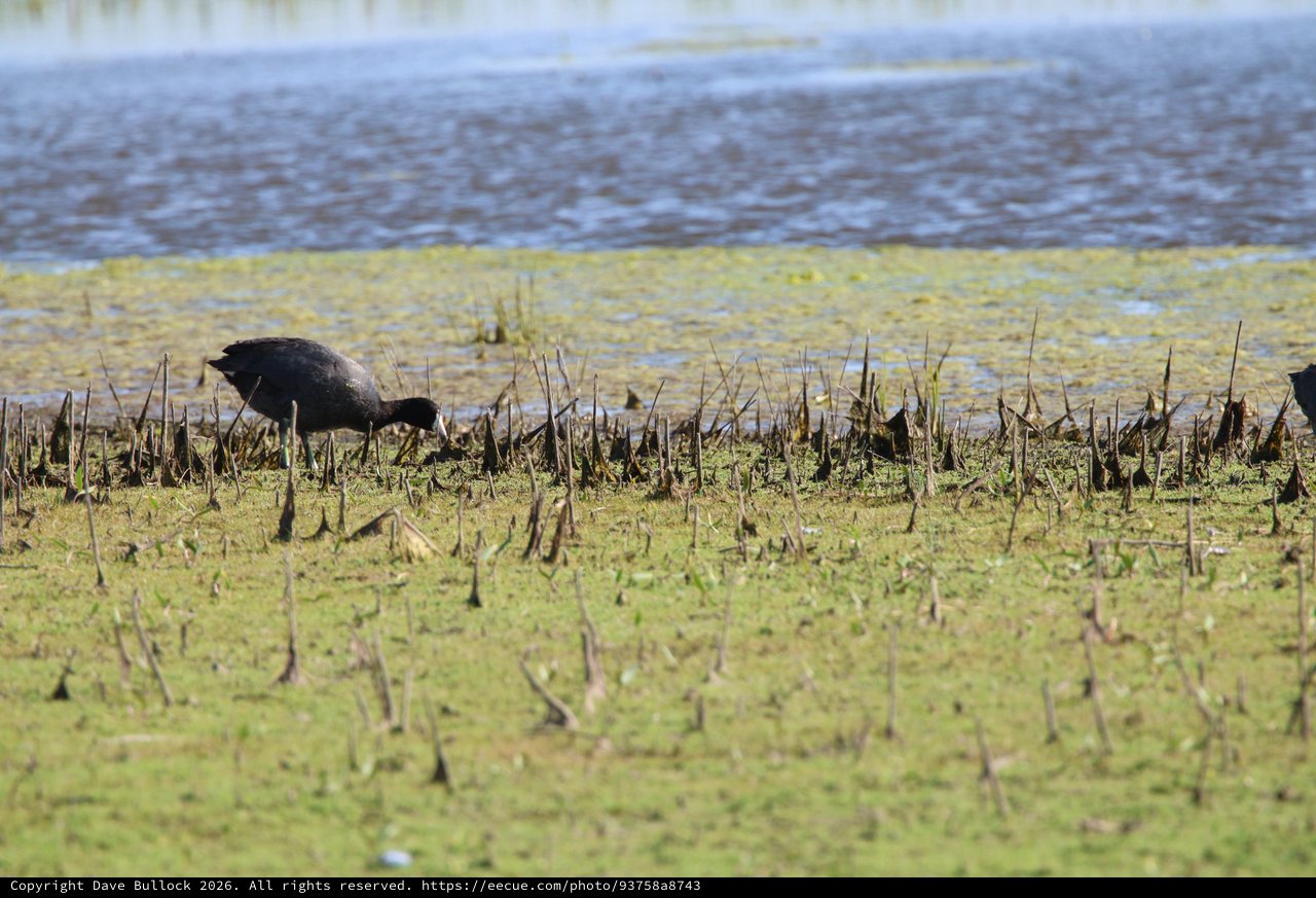 American Coot Foraging in Flooded Rice Stubble Field