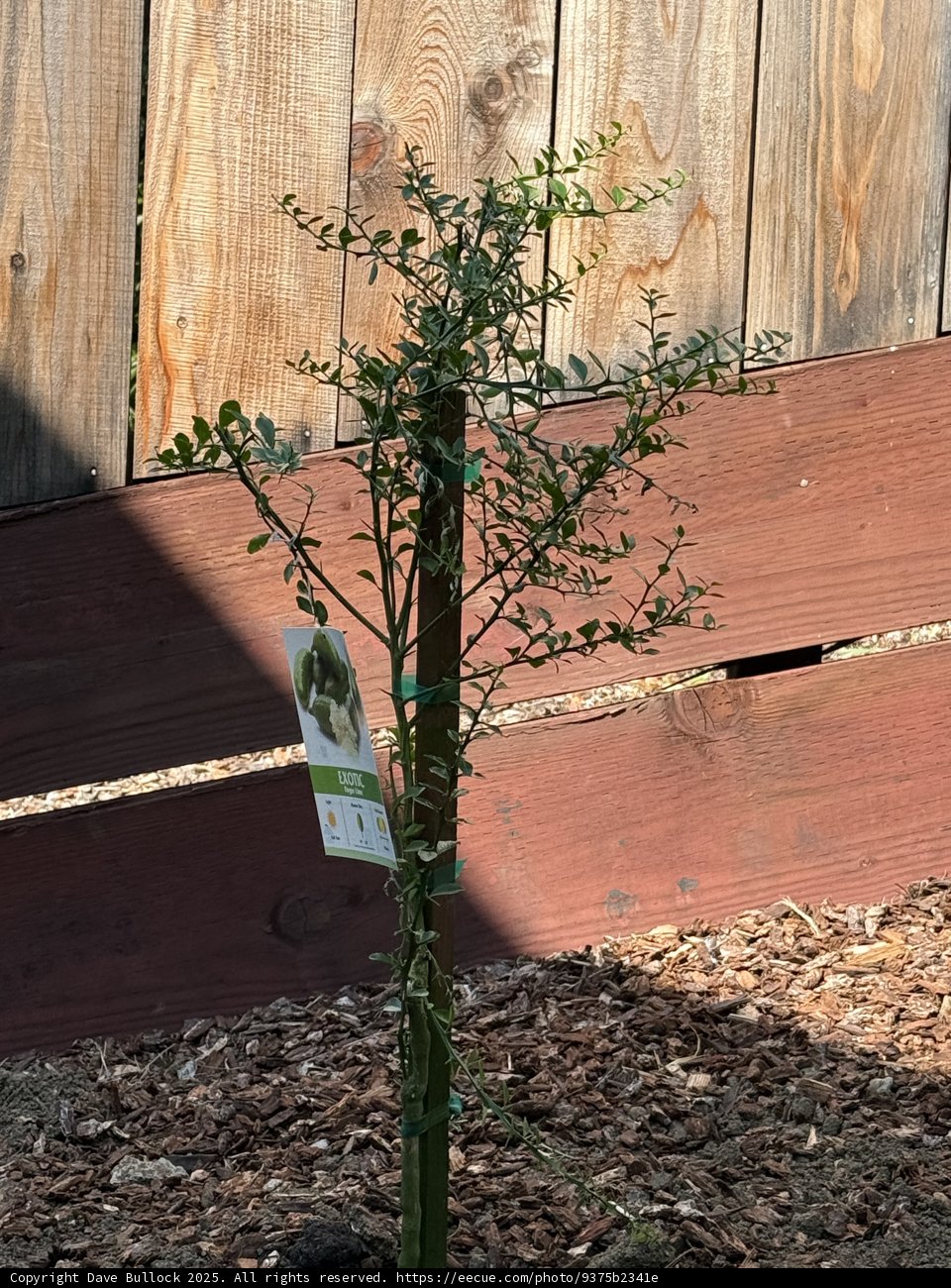 New Beginnings in the Backyard