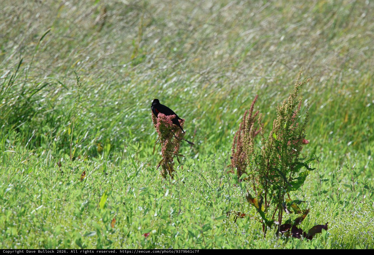 Red-winged Blackbird Perched on Wild Sorrel