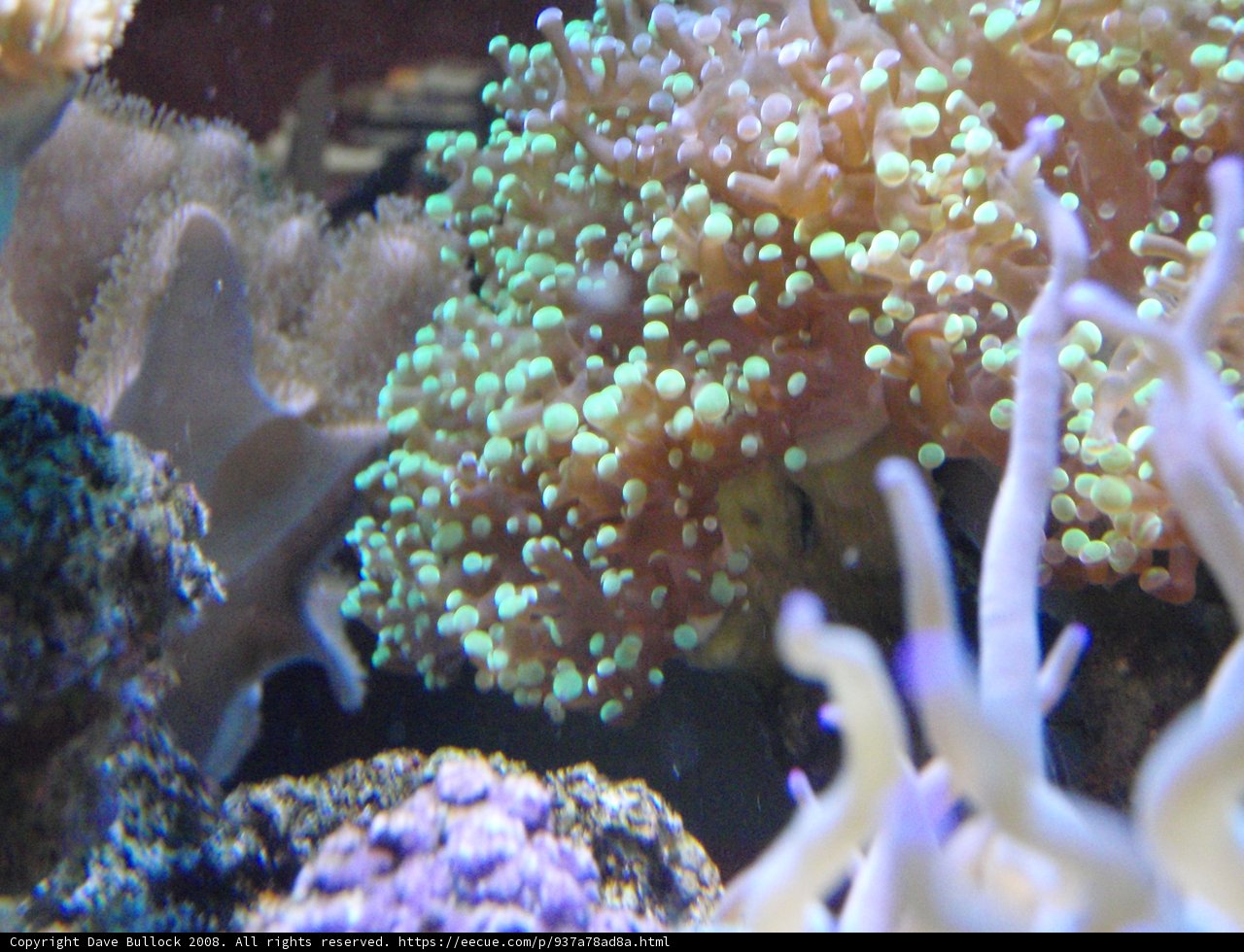 Colorful Coral Reef Oasis
