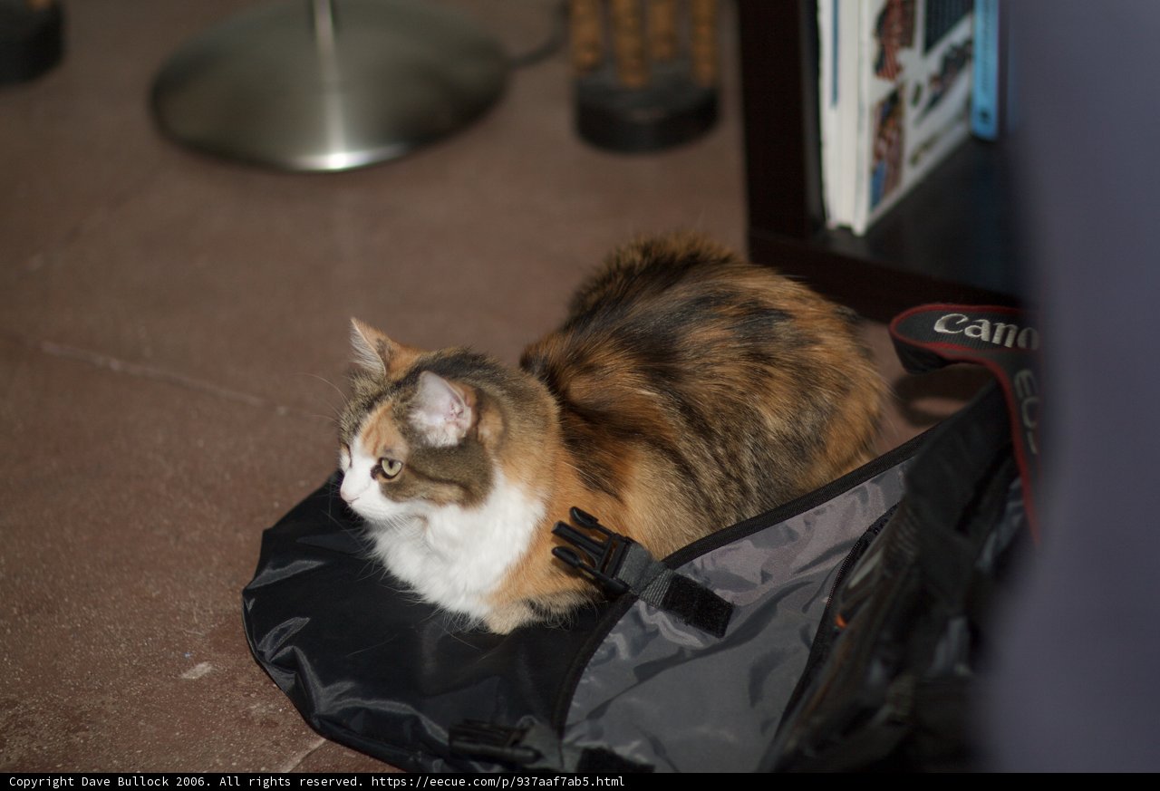 Feline Fashionista