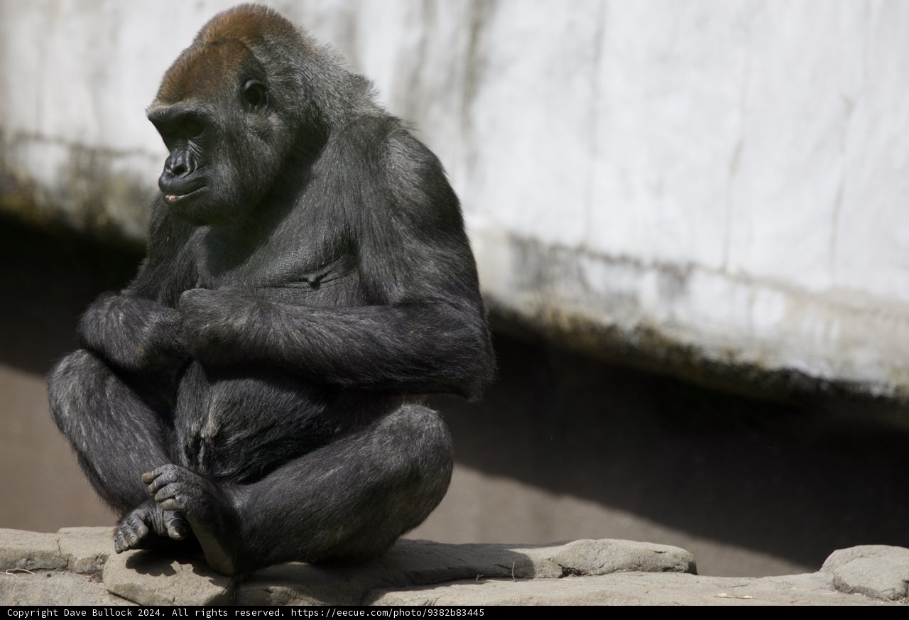 Majestic Contemplation at SF Zoo