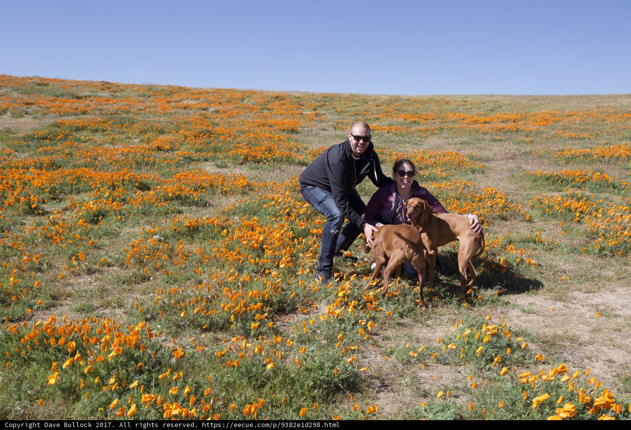 A Peaceful Afternoon in a Field of Flowers