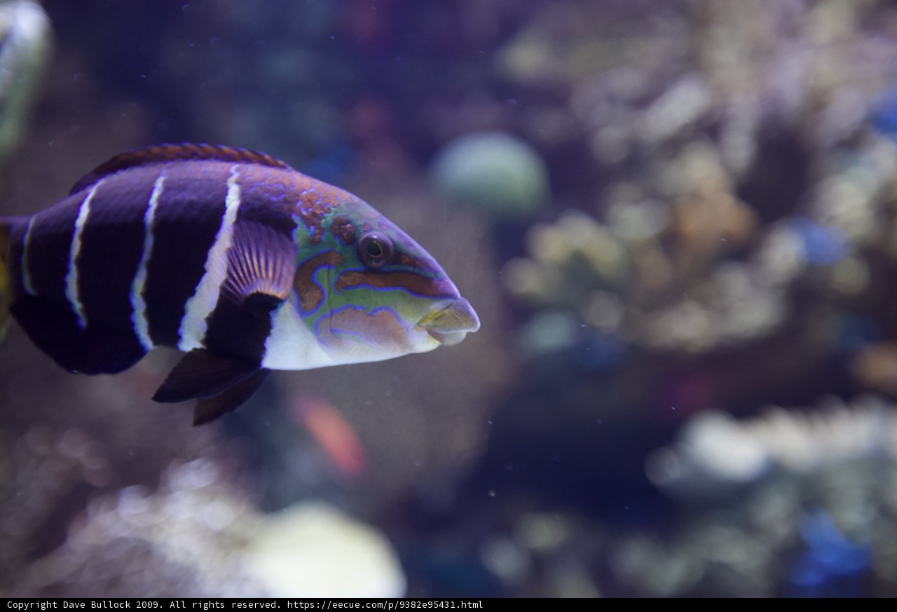 Colorful Surgeonfish in a Captivating Aquarium