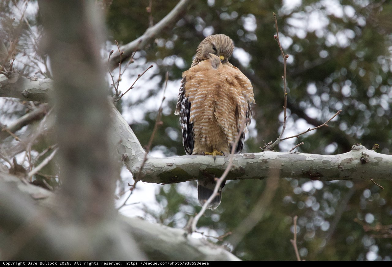 Red-Shouldered Hawk Perched in Winter Tree
