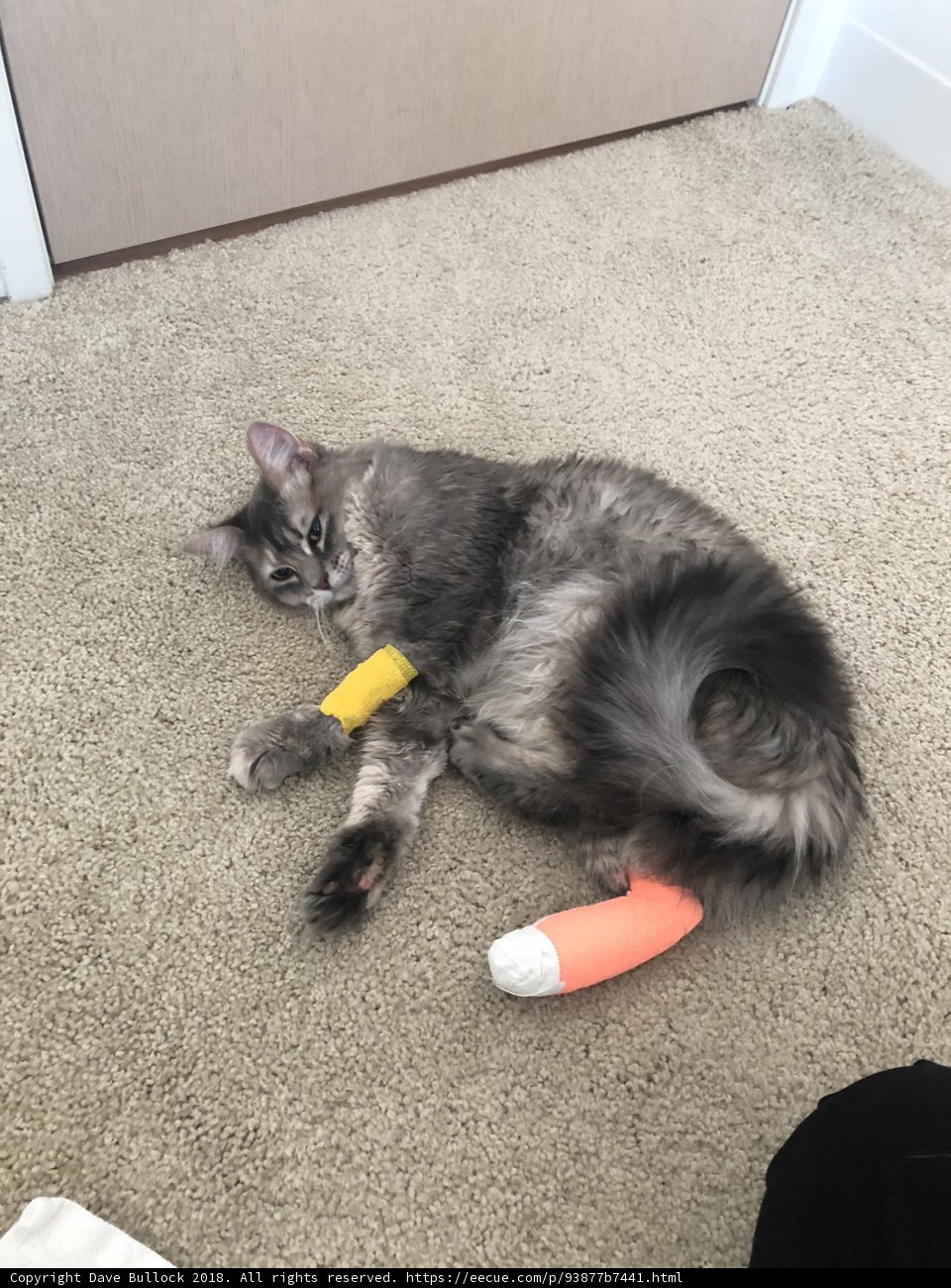 The Injured Feline