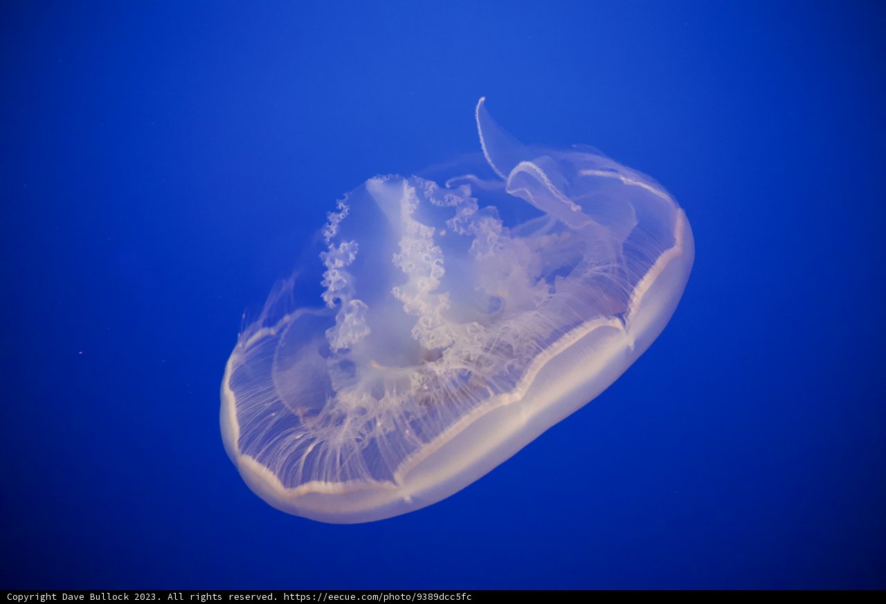 Grace of the Ocean Depths: Jellyfish in Motion