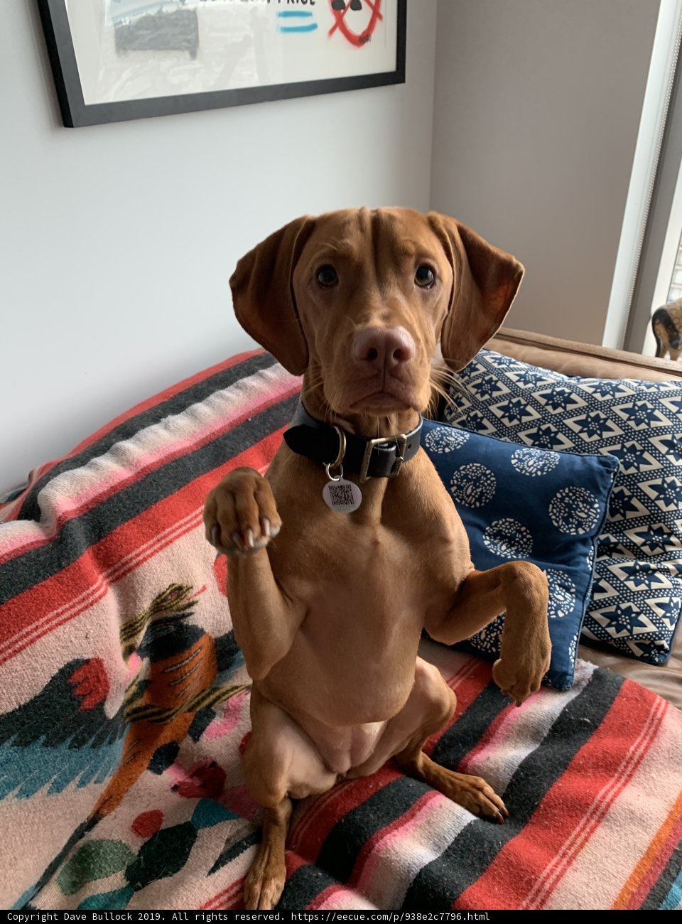 The Couch Companion