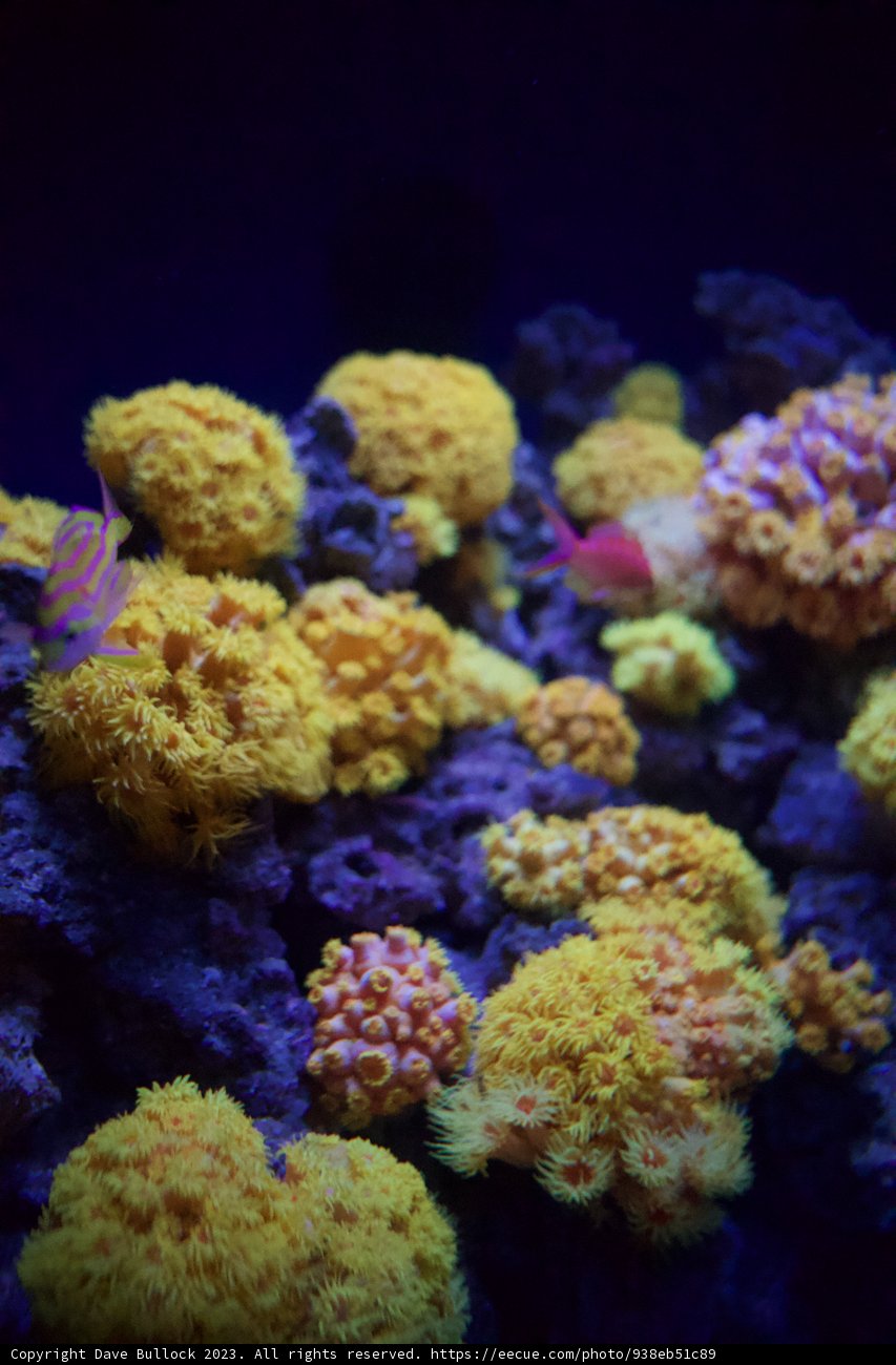 Vibrant Underwater Ecosystem: The Coral Reef