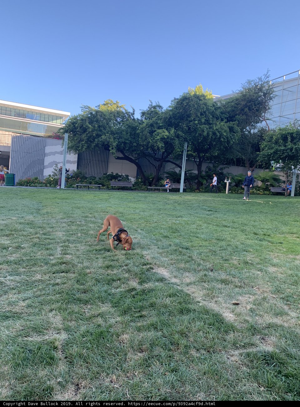 Playing with the Frisbee in the Golden State