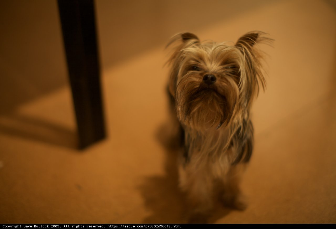 Terrier Pup Takes Center Stage