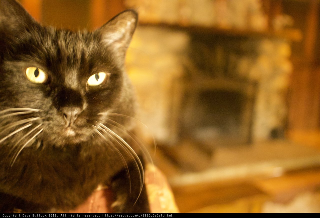 Cozy Cat by the Fireplace