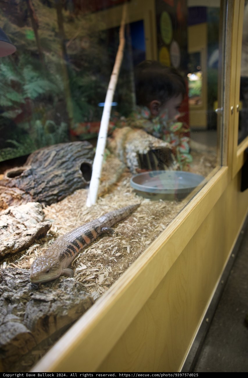 The Reptile World: An intimate encounter