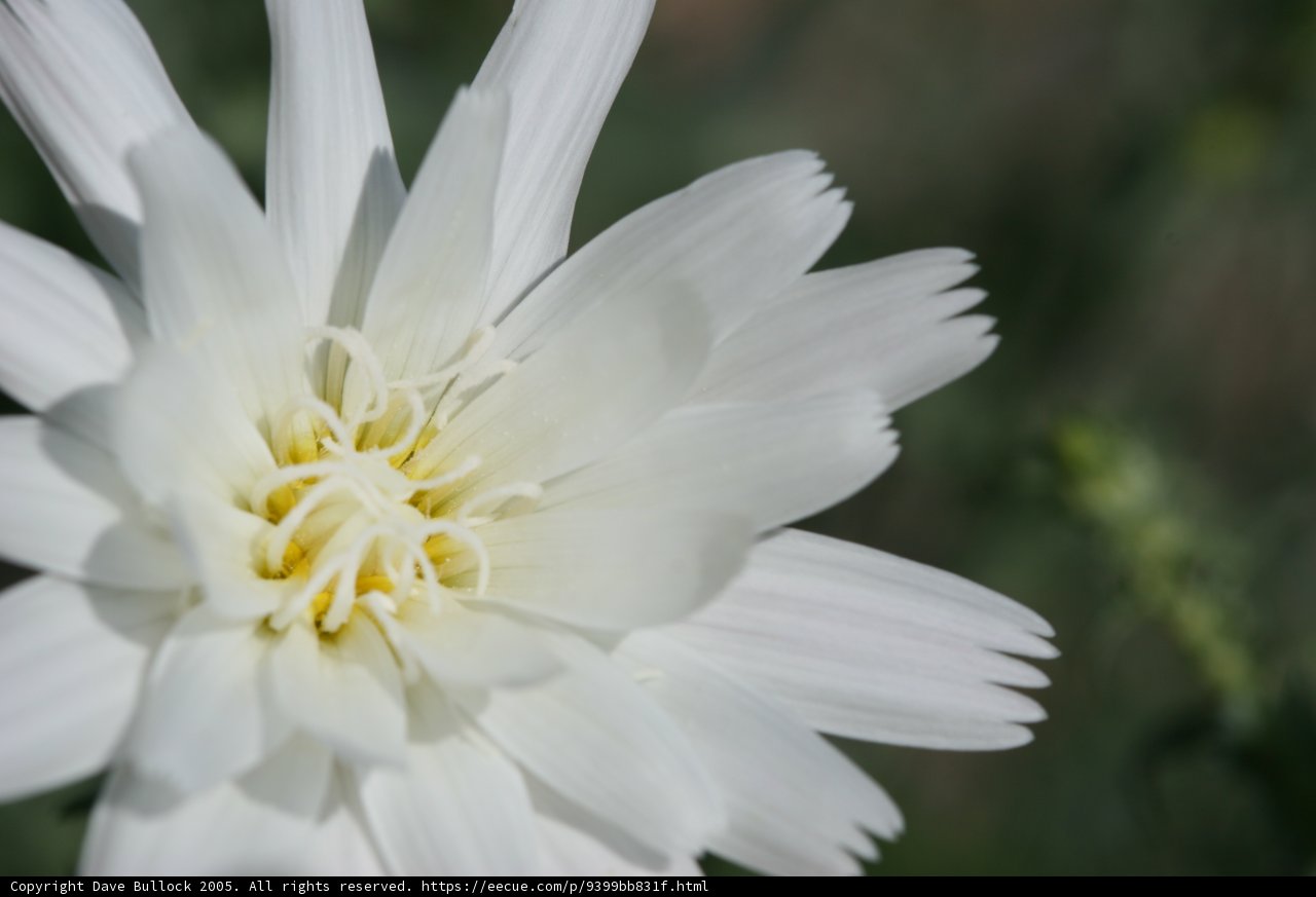 White Daisy with Vibrant Yellow Centers