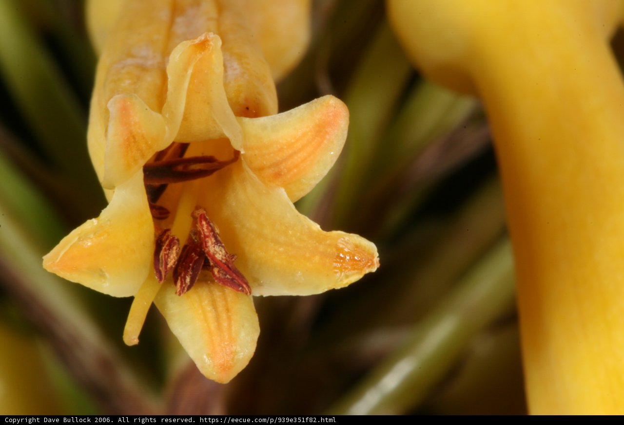 Stunning Yellow Blossom with Brown Stamen