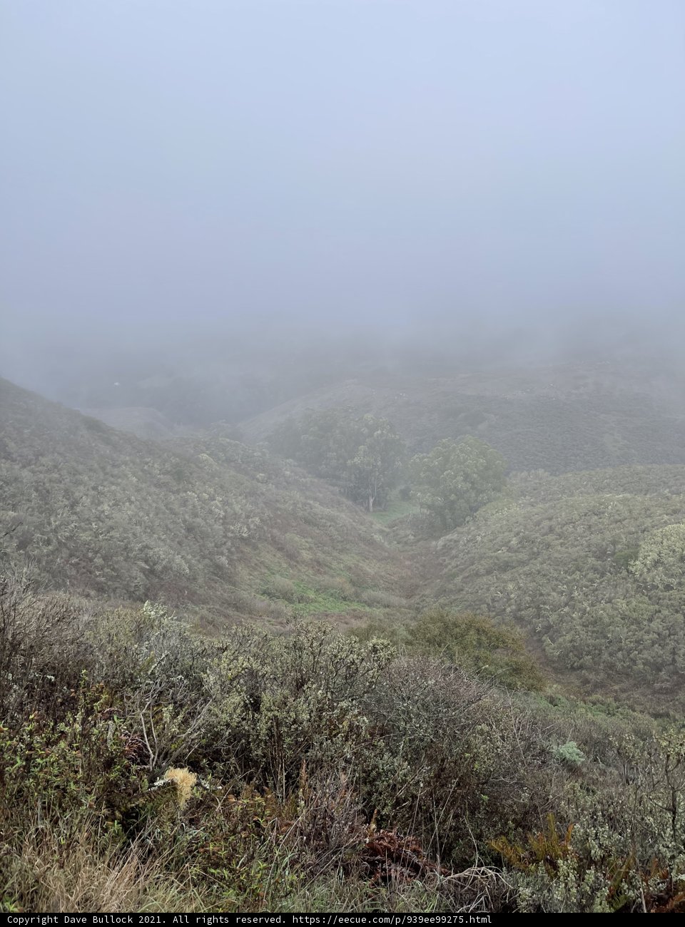 Misty Morning in Marin Headlands