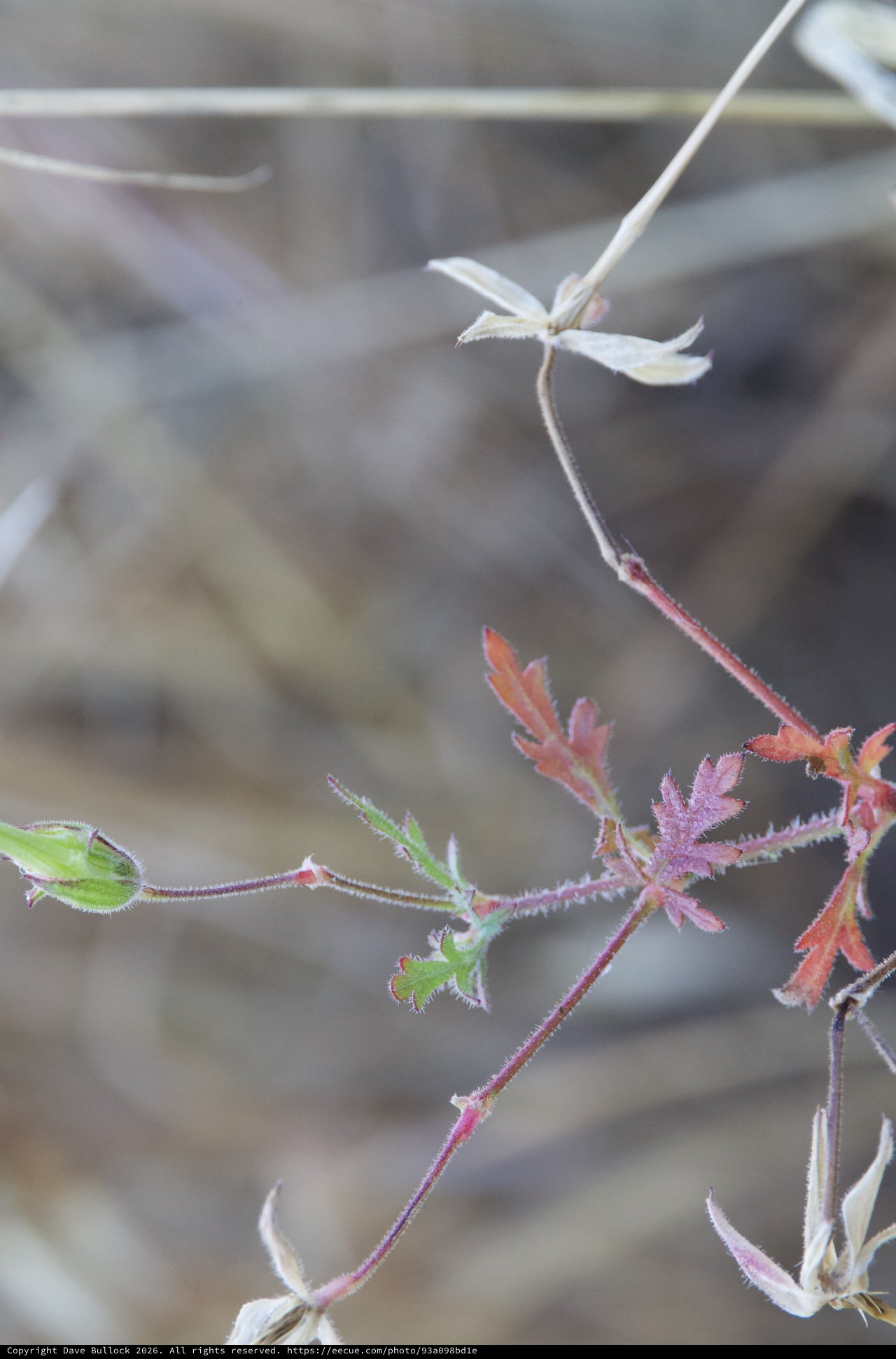 Delicate Desert Geranium in Late Spring Bloom