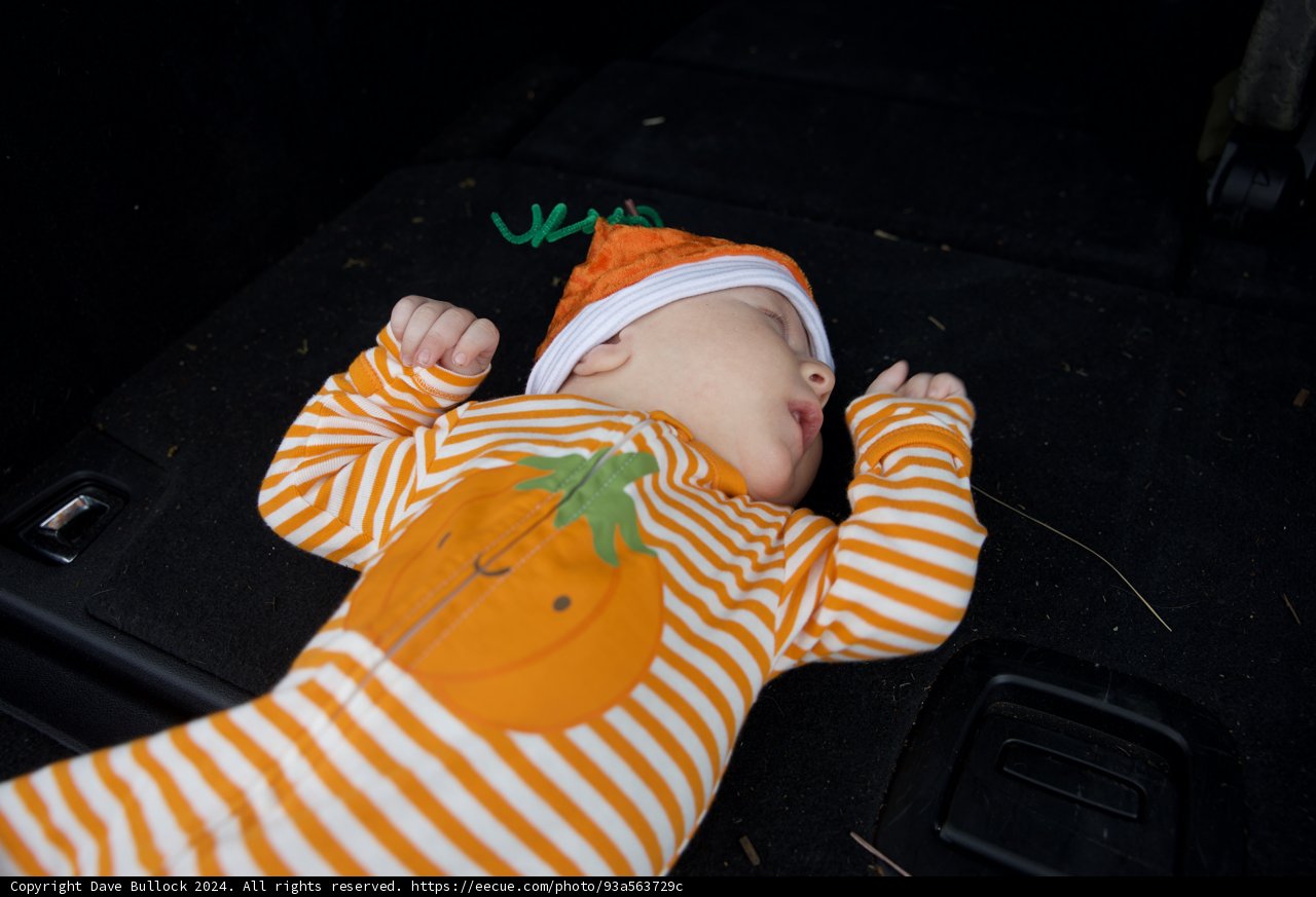 Pumpkin Dreams