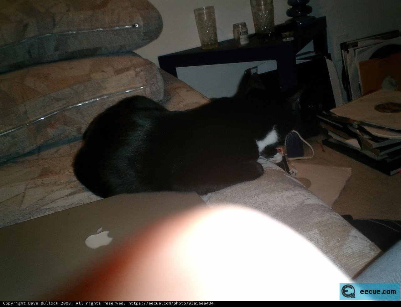The Feline Techie