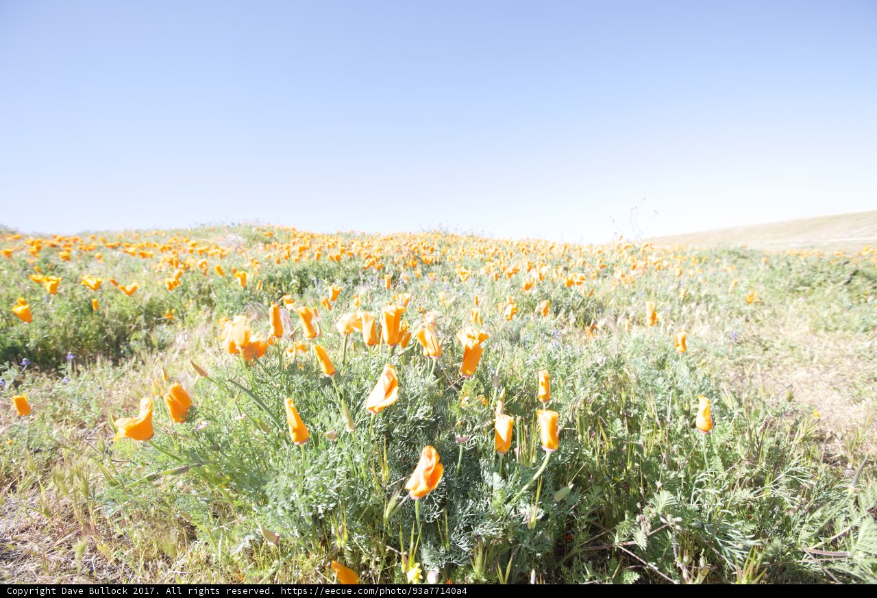 A Field of Vibrant Orange Flowers