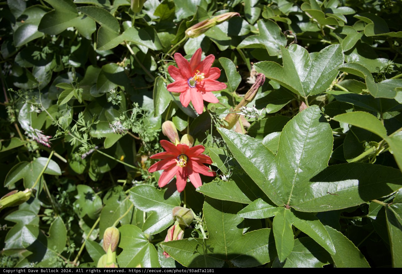 Spring Radiance: Floral Showcase at Alemany Farm