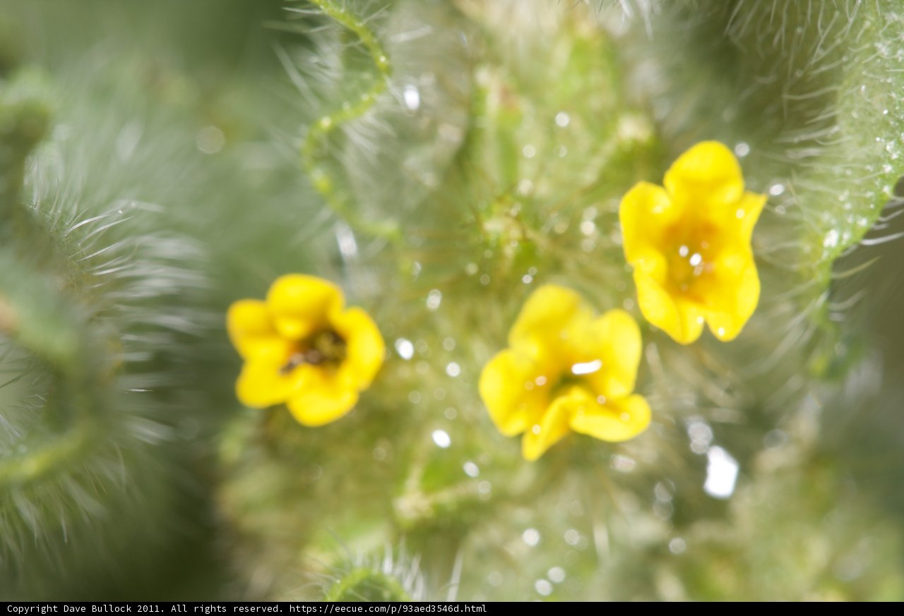 Burst of Yellow Blooms