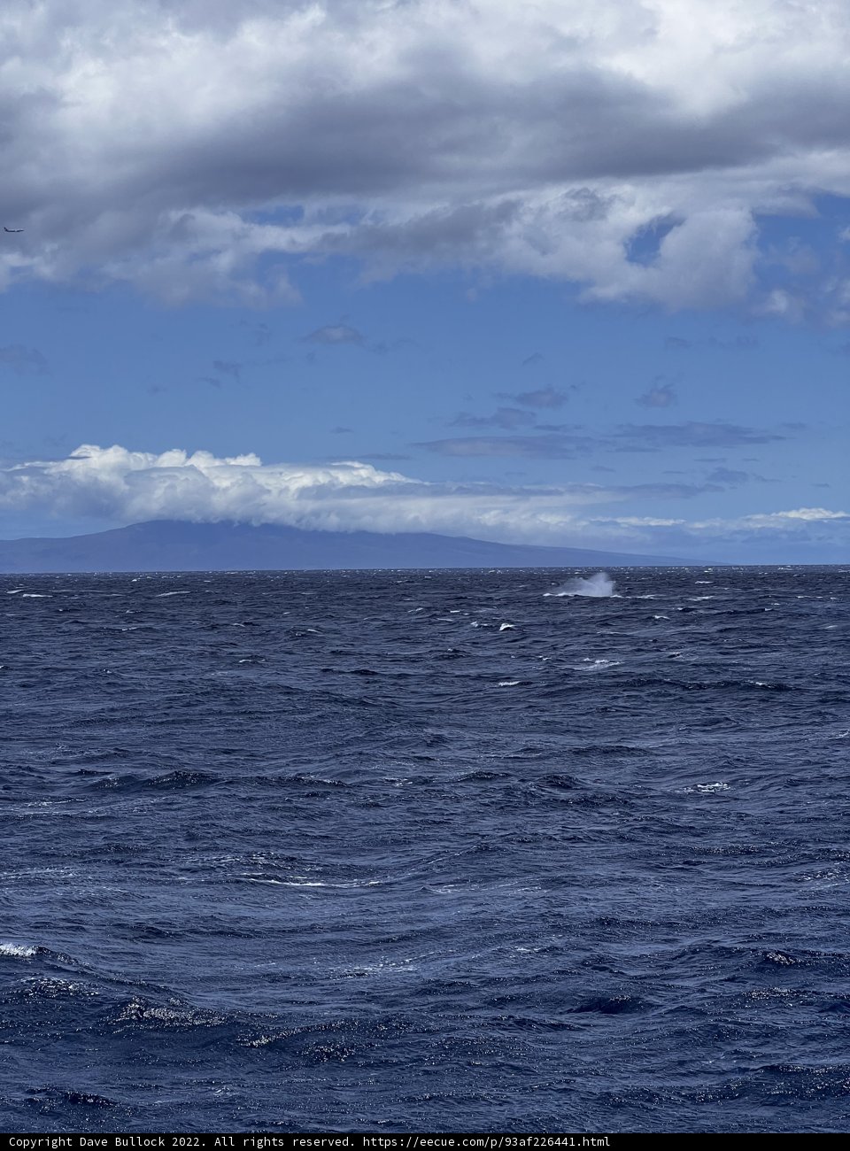 Majestic Whale in the Pacific Horizon