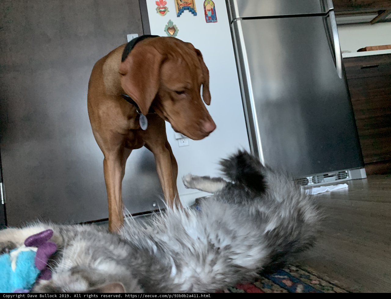 Playful Hound and Feline Friends