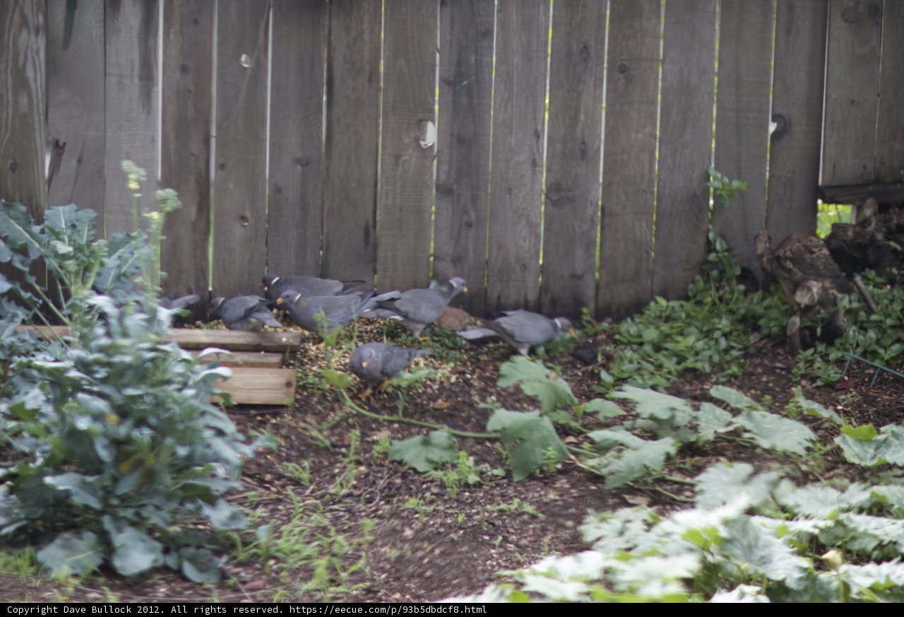 Pigeon Party on a Leaf Pile