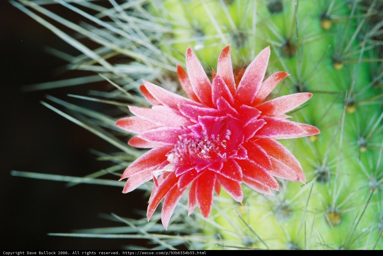 Red Bloom on a Prickly Plant