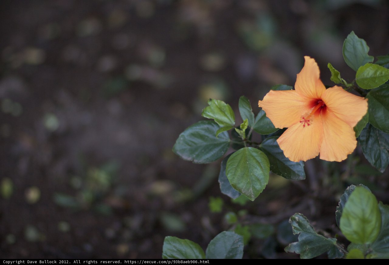Lone Orange Flower in the Green