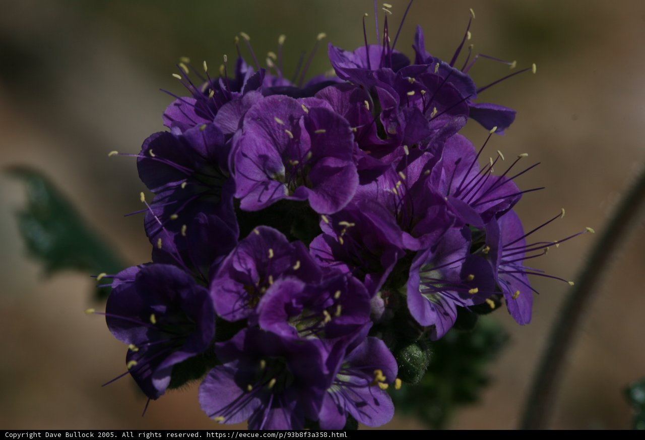 Purple Blooms with Yellow Centers