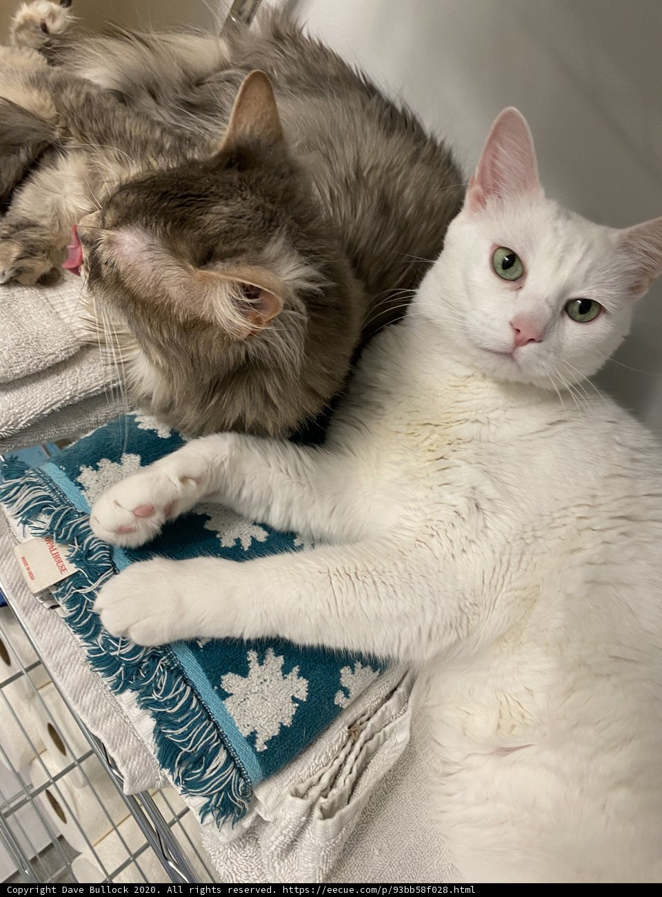 Feline Friends Cuddling on a Cozy Blanket