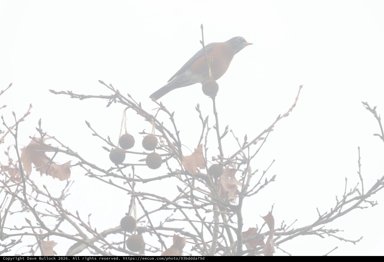 Bird Perched in Misty Winter Branches