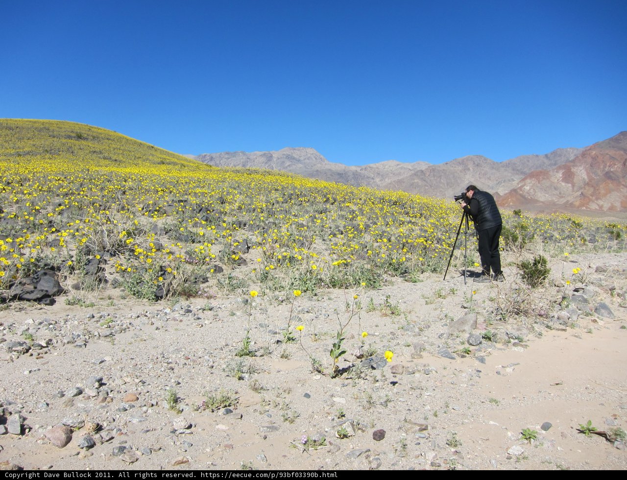 Fields of yellow and blue
