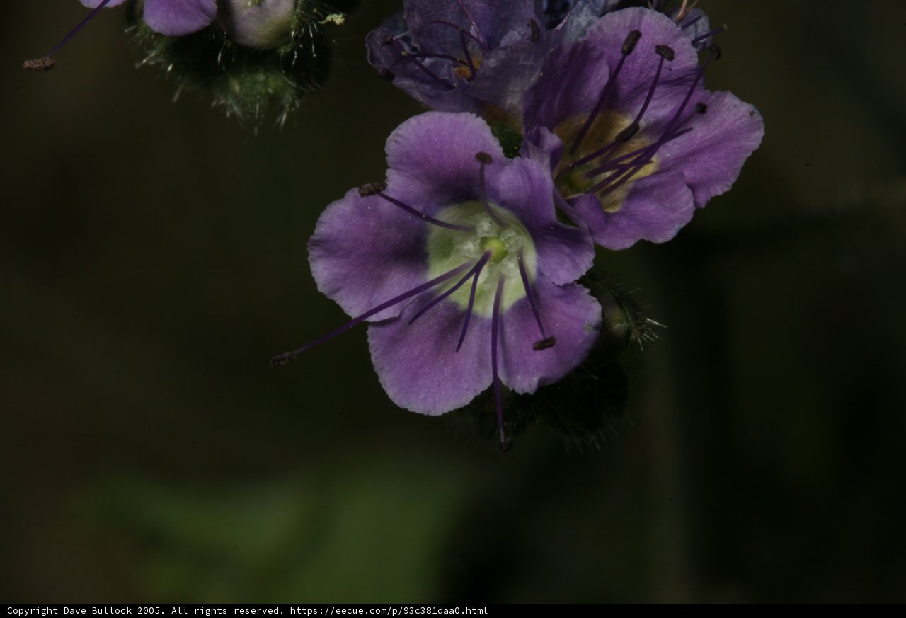 Purple Geranium Blooms in Spring