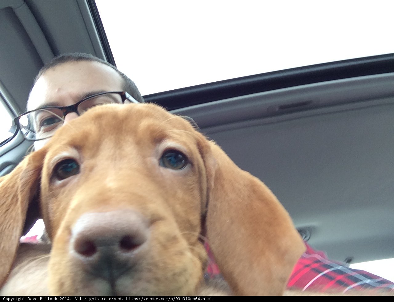 Man and Two Canine Companions Take a Roadtrip