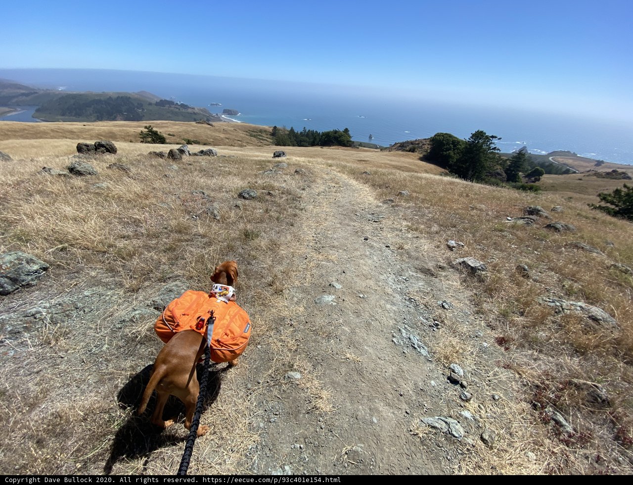 Canine Adventurer on the Trail