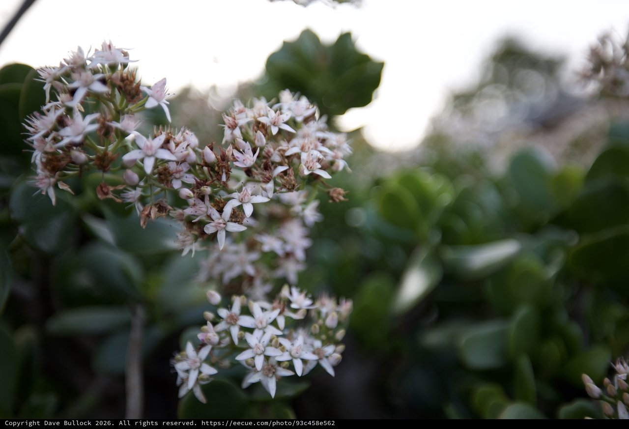 Delicate White Flower Clusters in Soft Focus