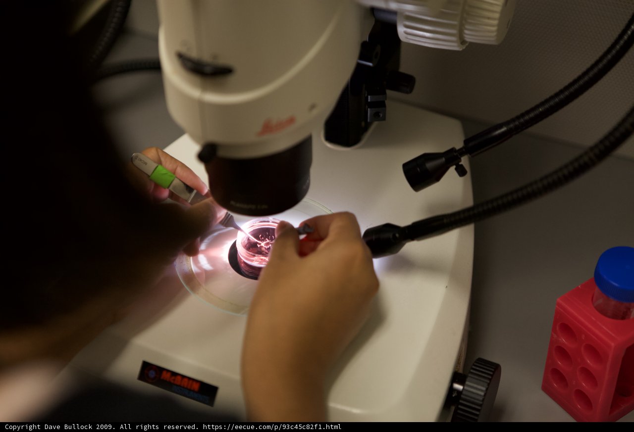 Examining the Details Caption: A person uses a microscope to carefully inspect a small object, focusing on every intricate detail.