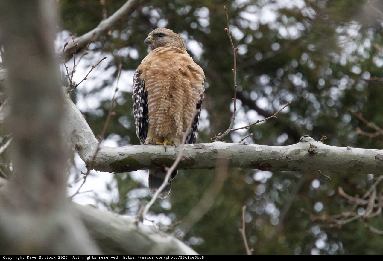 Red-Shouldered Hawk Perched on Birch Branch