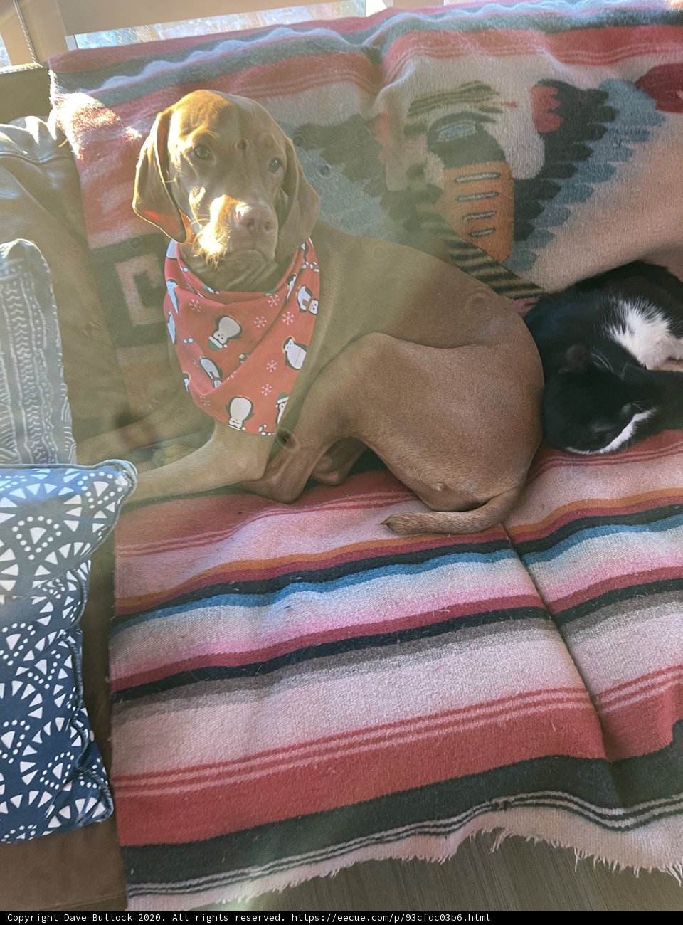 Furry Friends Relaxing