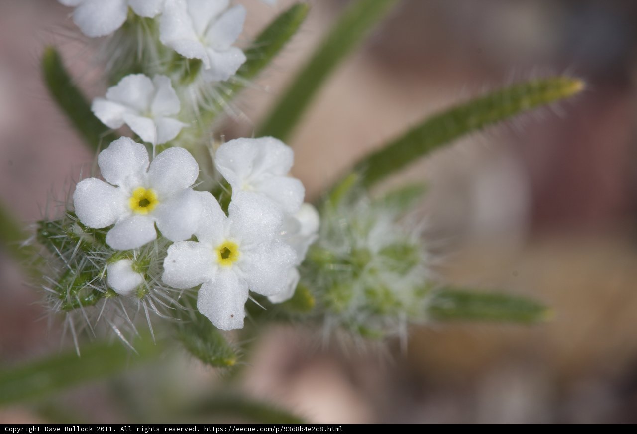 Delicate Geranium Blossom